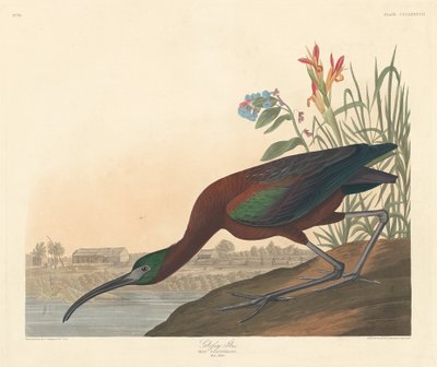 Glossy Ibis by Robert Havell after John James Audubon