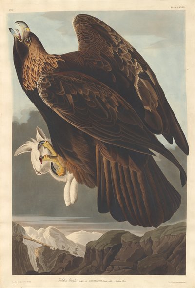 Golden Eagle by Robert Havell after John James Audubon