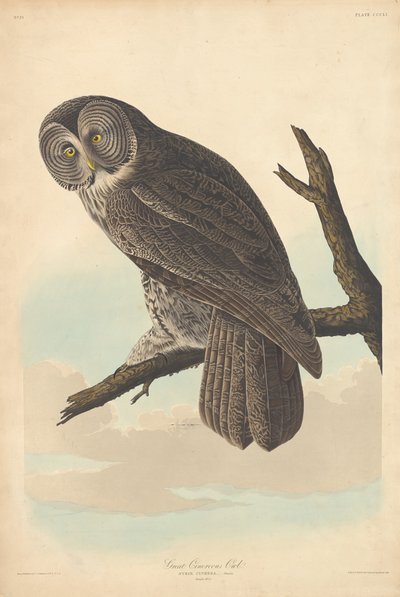 Great Cinereous Owl by Robert Havell after John James Audubon