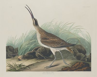 Great Esquimaux Curlew by Robert Havell after John James Audubon