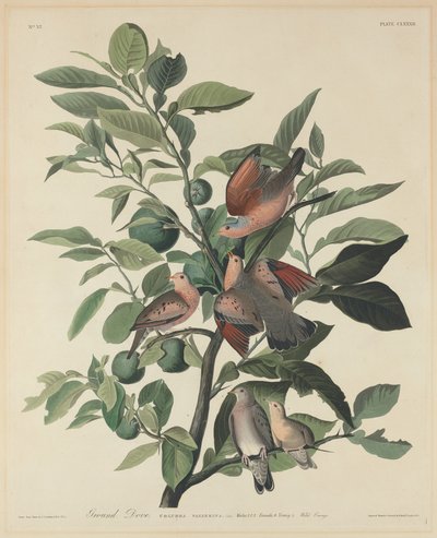 Ground Dove by Robert Havell after John James Audubon