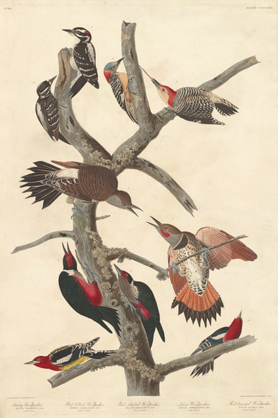 Hairy Woodpecker by Robert Havell after John James Audubon