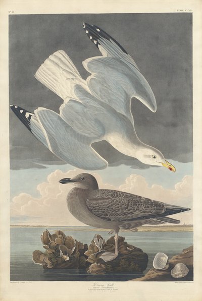 Herring Gull by Robert Havell after John James Audubon
