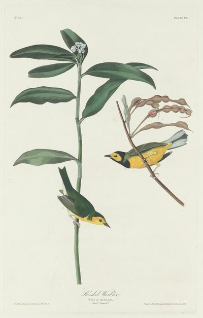 Hooded Warbler by Robert Havell after John James Audubon