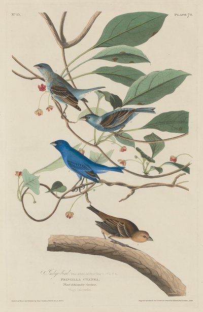 Indigo Bird by Robert Havell after John James Audubon