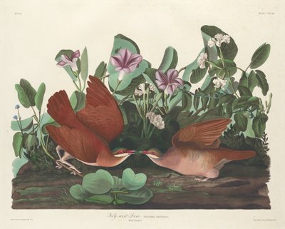 Key-west Dove by Robert Havell after John James Audubon