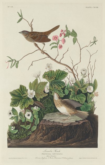 Lincoln Finch by Robert Havell after John James Audubon