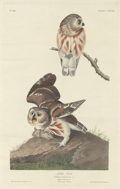 Little Owl by Robert Havell after John James Audubon