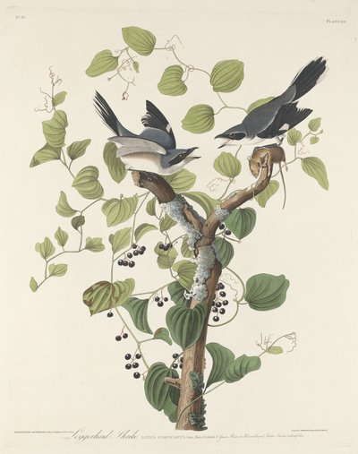 Loggerhead Shrike by Robert Havell after John James Audubon