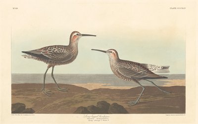 Long-legged Sandpiper by Robert Havell after John James Audubon