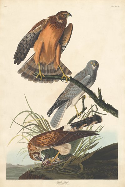 Marsh Hawk by Robert Havell after John James Audubon