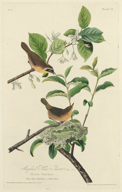Maryland Yellow Throat by Robert Havell after John James Audubon