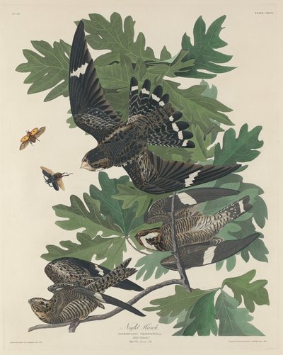Night Hawk by Robert Havell after John James Audubon