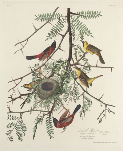 Orchard Oriole by Robert Havell after John James Audubon