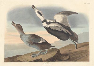 Pied Duck by Robert Havell after John James Audubon