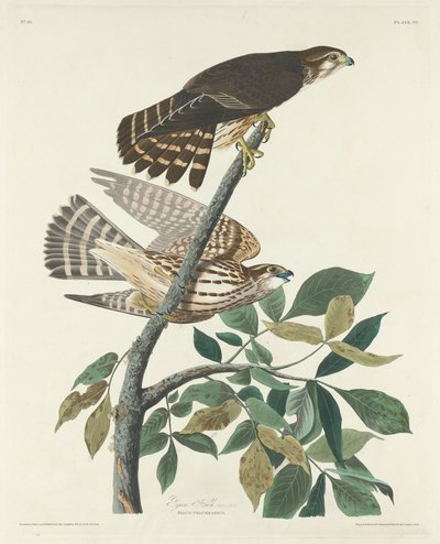 Pigeon Hawk by Robert Havell after John James Audubon