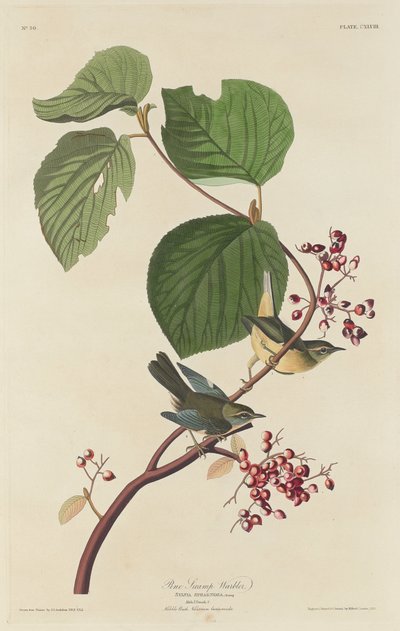 Pine Swamp Warbler by Robert Havell after John James Audubon