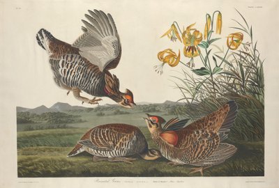 Pinnated Grouse by Robert Havell after John James Audubon