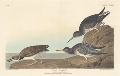 Purple Sandpiper by Robert Havell after John James Audubon