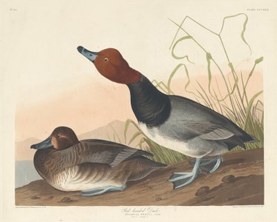 Red-Headed Duck by Robert Havell after John James Audubon