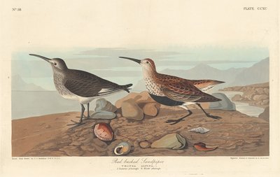 Red-backed Sandpiper by Robert Havell after John James Audubon