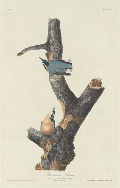 Red-breasted Nuthatch by Robert Havell after John James Audubon