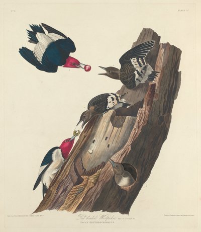 Red-headed Woodpecker by Robert Havell after John James Audubon