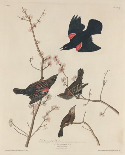 Red-winged Starling by Robert Havell after John James Audubon