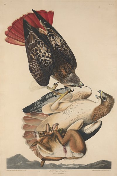 Red Tailed Hawk by Robert Havell after John James Audubon