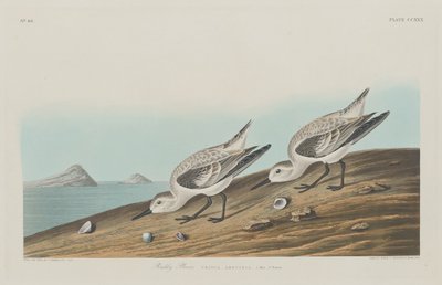 Ruddy Plover by Robert Havell after John James Audubon