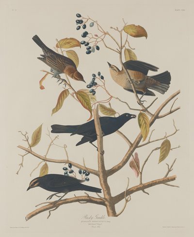 Rusty Grackle by Robert Havell after John James Audubon