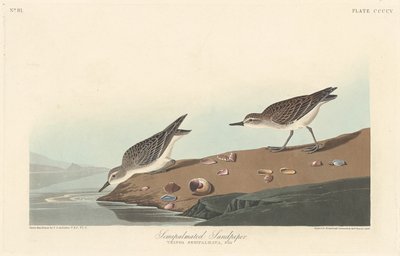 Semi-palmated Sandpiper by Robert Havell after John James Audubon