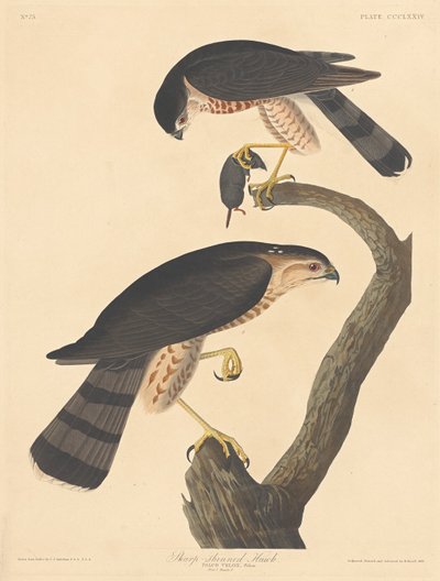 Sharp-shinned Hawk by Robert Havell after John James Audubon