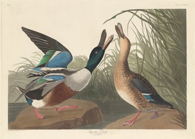 Shoveller Duck by Robert Havell after John James Audubon