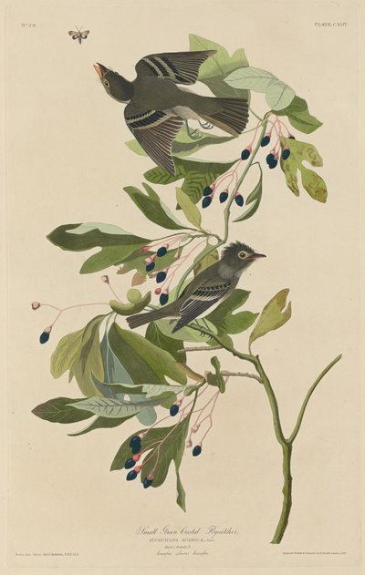 Small Green-Crested Flycatcher by Robert Havell after John James Audubon