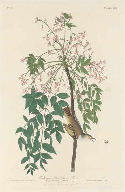 White-eyed Fly Catcher by Robert Havell after John James Audubon