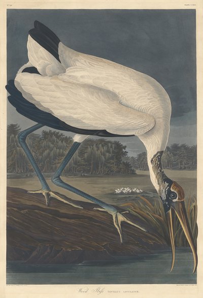 Wood Ibis by Robert Havell after John James Audubon