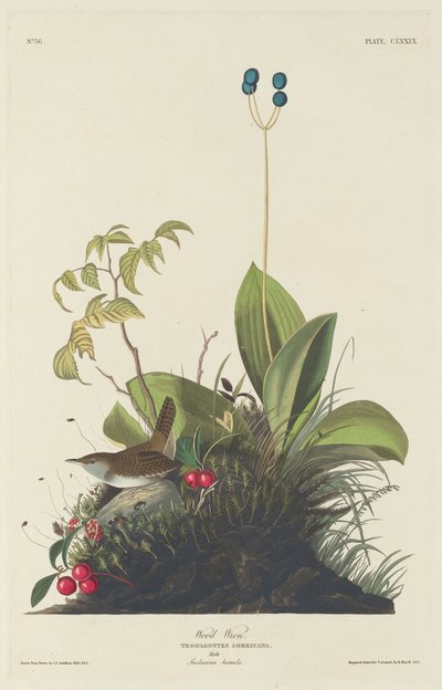 Wood Wren by Robert Havell after John James Audubon