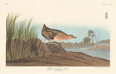 Yellow-breasted Rail by Robert Havell after John James Audubon