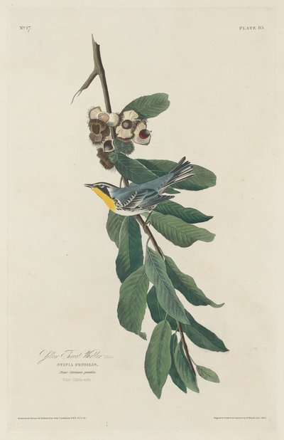 Yellow-throated Warbler by Robert Havell after John James Audubon