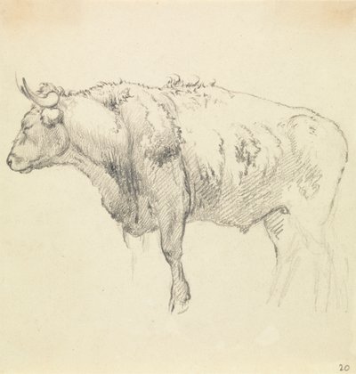 A Bull by Robert Hills