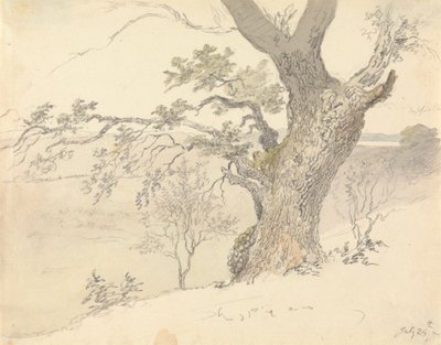 An Oak in Englefield Park by Robert Hills