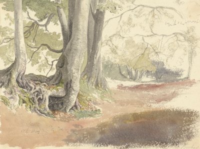 Beech Trees by Robert Hills
