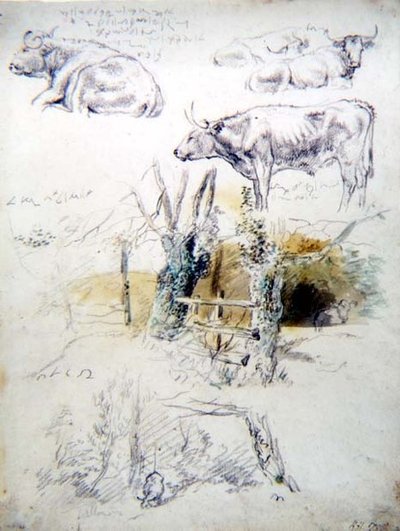 Cattle Studies by Robert Hills