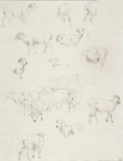 Flock of Sheep by Robert Hills