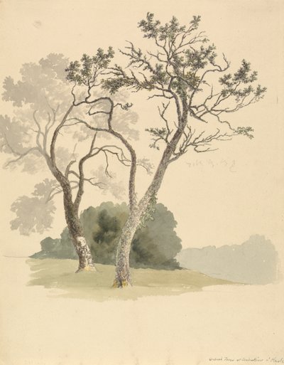 Orchard Trees at Under River near Knole by Robert Hills