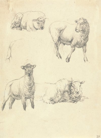 Sheep by Robert Hills