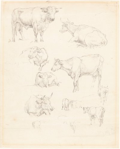 Studies of Cattle by Robert Hills