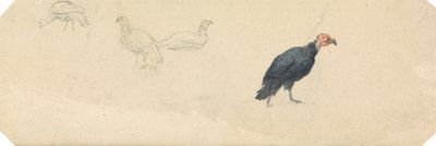 Studies of a Turkey by Robert Hills