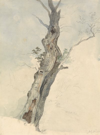 Tree Study by Robert Hills